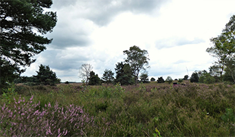 Nijkerk naar Hattem