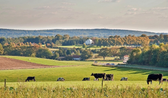 Noord-Limburgrit