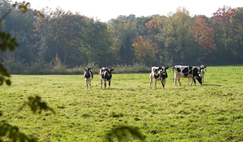 Rondje Nederweert