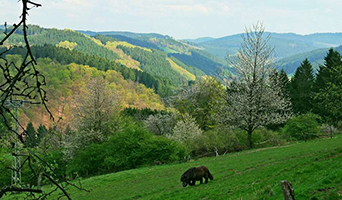 Sauerland / Rothaargebirge