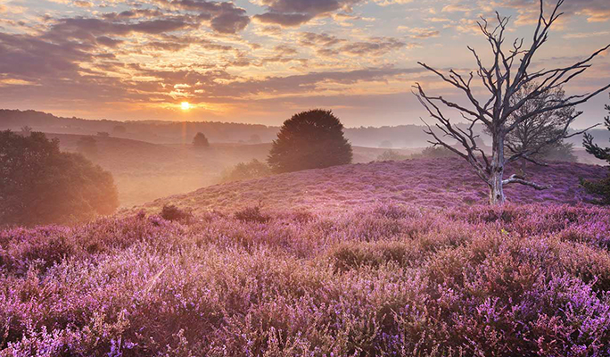 Veluwe-Betuwe