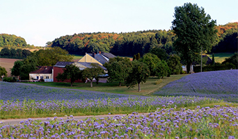 Eifelkronkels Malberg-Piesport-Malberg